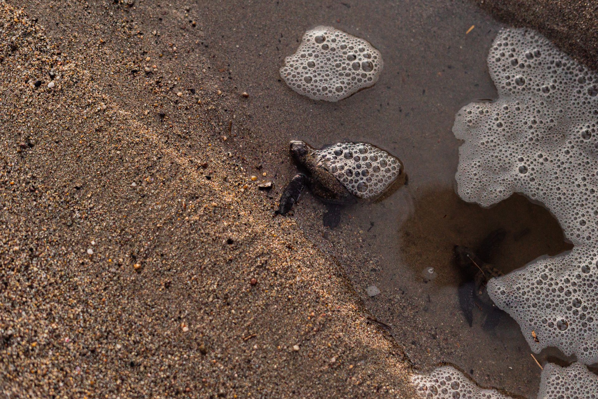 Baby Turtles in Water