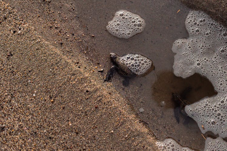 Baby Turtles In Water