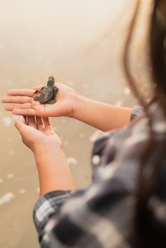 A person gently holds a baby sea turtle at the beach, symbolizing conservation efforts.