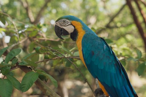 Free Stunning blue and yellow macaw perched on a branch in a lush, green environment. Stock Photo