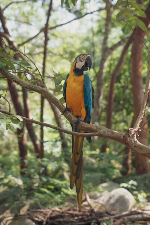 Free A blue-and-yellow macaw perches in a lush forest, showcasing its vibrant colors. Stock Photo