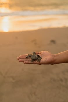 A person holds a baby sea turtle on a beach at sunset, symbolizing conservation.