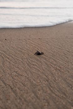 A baby turtle makes its journey across the sandy beach towards the ocean waves at sunset.