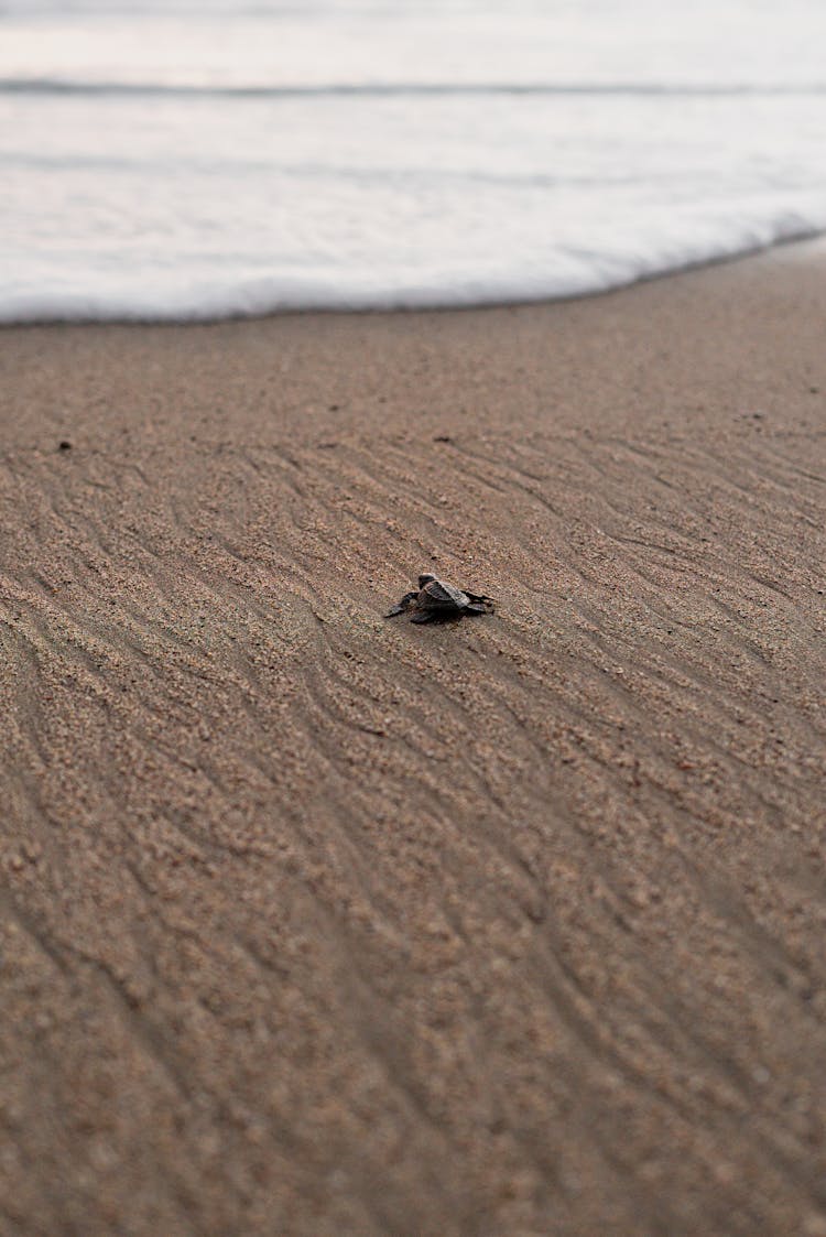 Baby Turtle On Beach