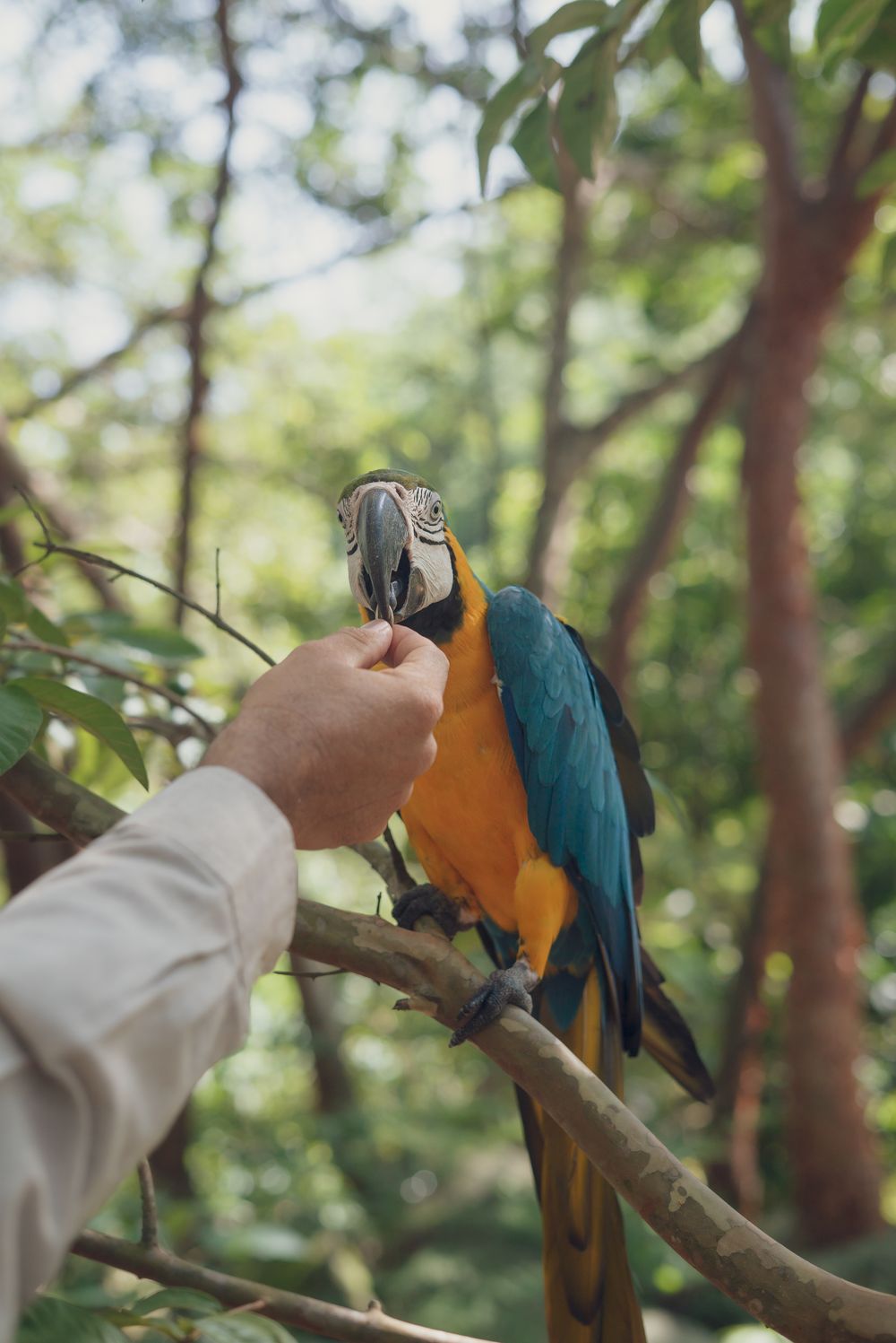 Why Is My Parrot Suddenly Biting? Hormones, Fear, Pain & What to Do - 1