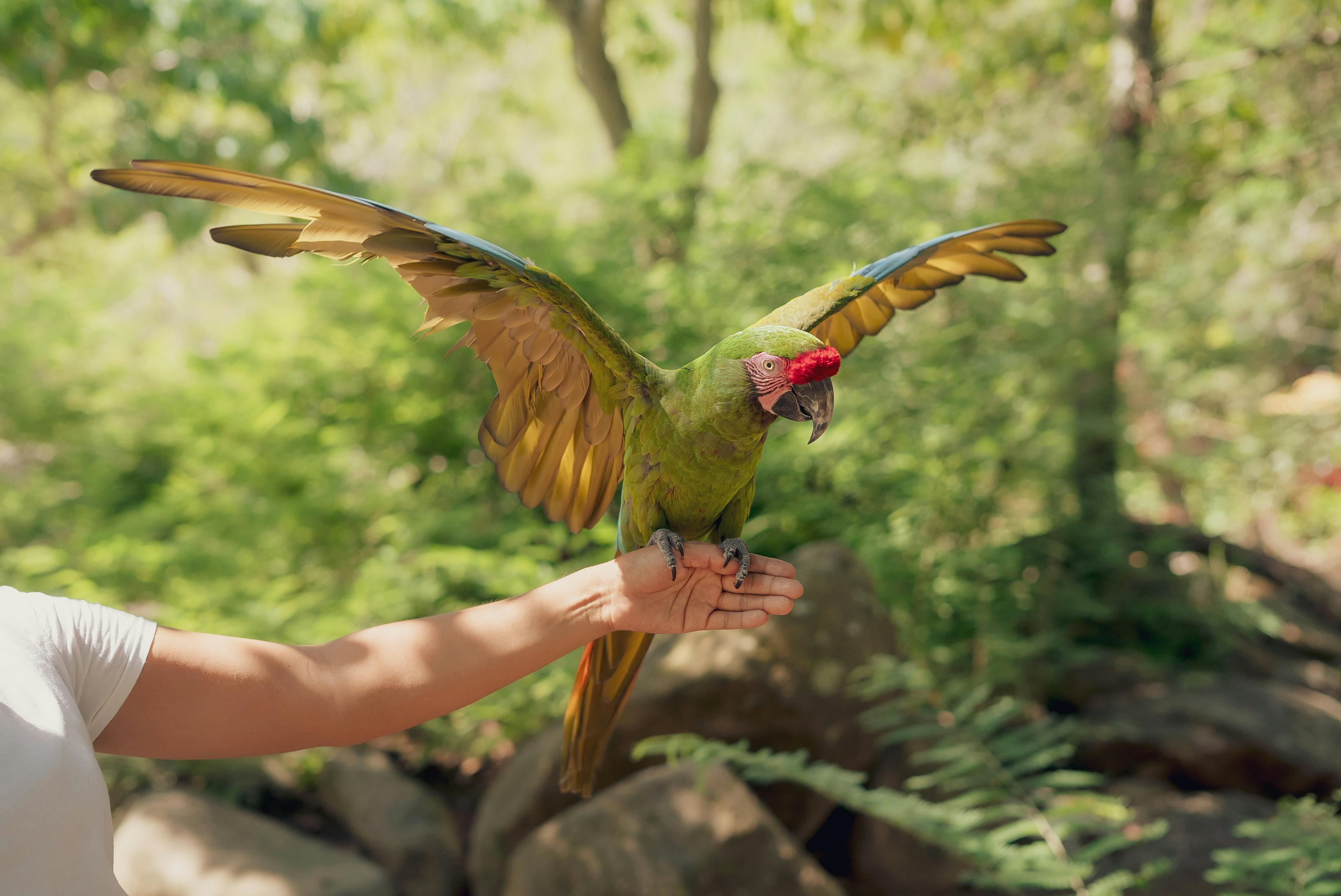 Green Parrot on Human Arm