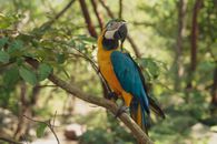 A stunning blue and yellow macaw perched on a branch, surrounded by lush greenery in its natural habitat.