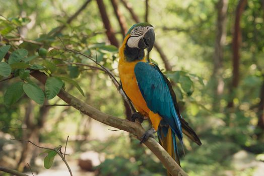 A stunning blue and yellow macaw perched on a branch, surrounded by lush greenery in its natural habitat.