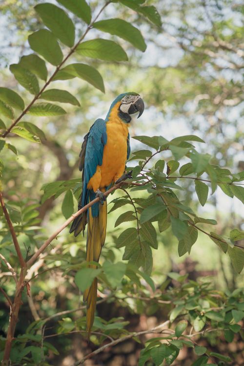 Free Vibrant blue and yellow macaw perched in lush greenery reflecting natural beauty. Stock Photo