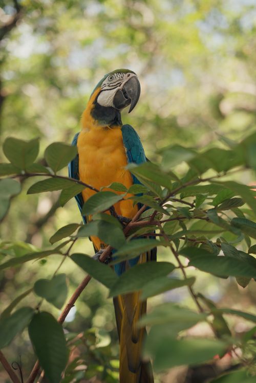 Free Vibrant blue and yellow macaw perched in natural lush greenery. Stock Photo