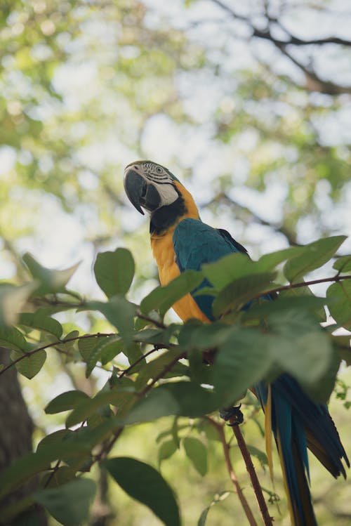 Amerika papağanı, cennet kuşu, cep telefonu duvar kağıdı içeren Ücretsiz stok fotoğraf