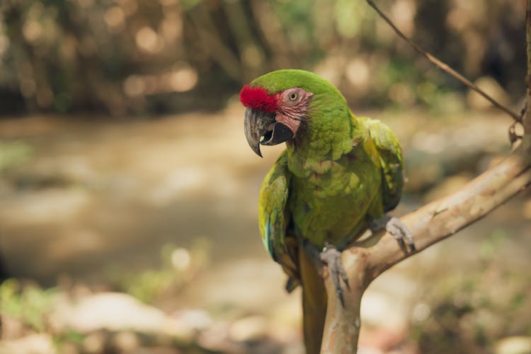 Green Parrot On Branch