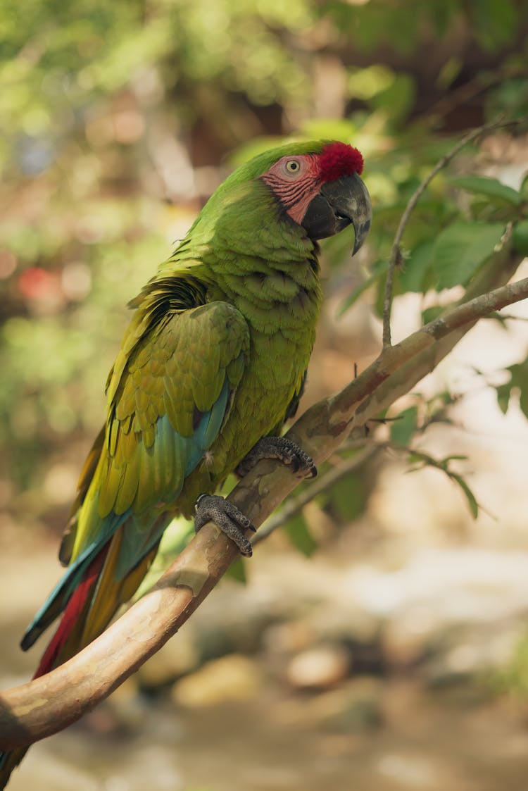 Green Parrot On Branch