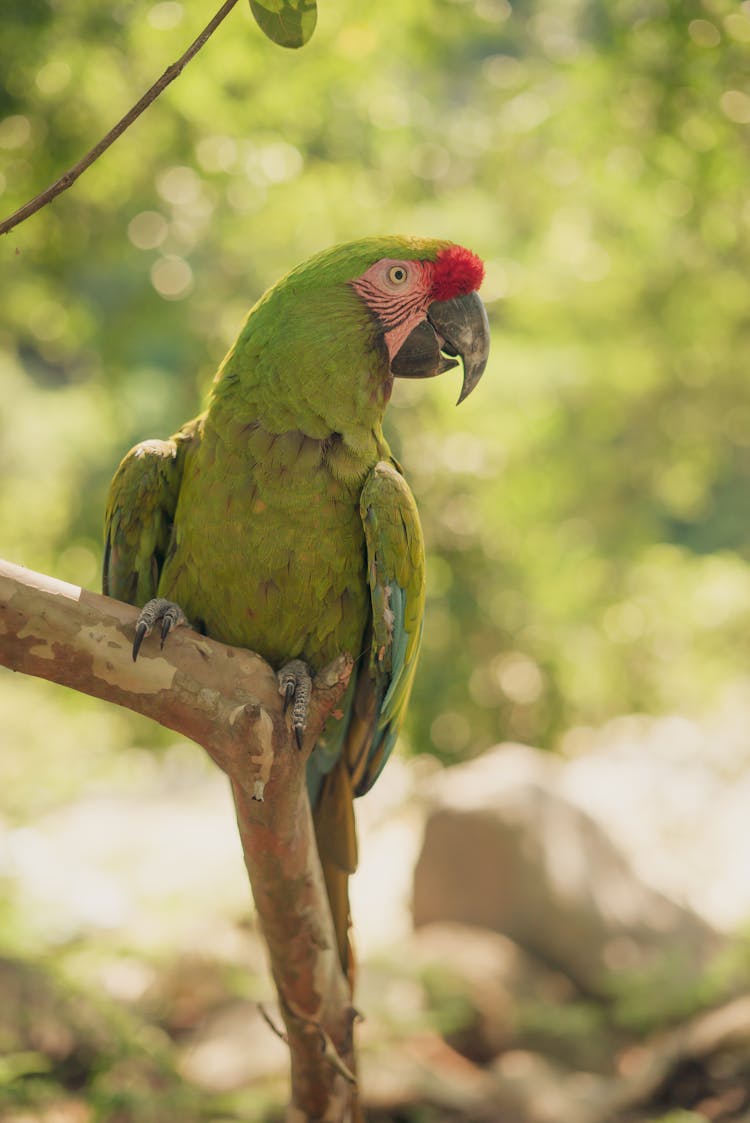 Green Parrot On Branch