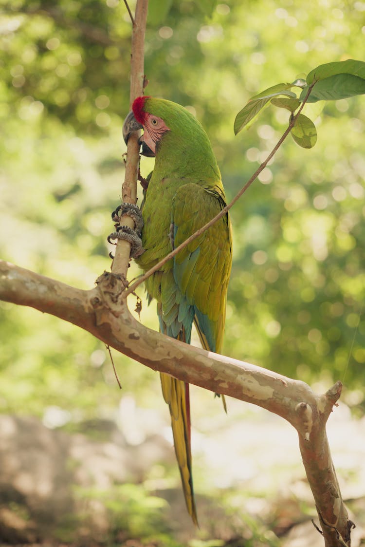 Green Parrot On Branch