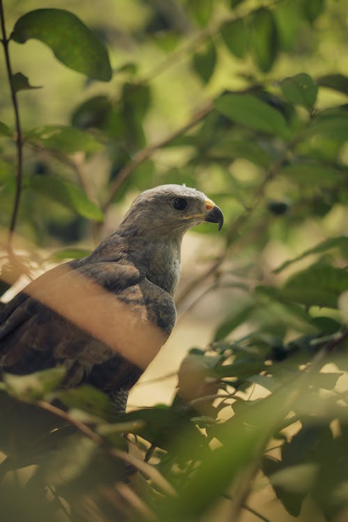 Eagle on Branch