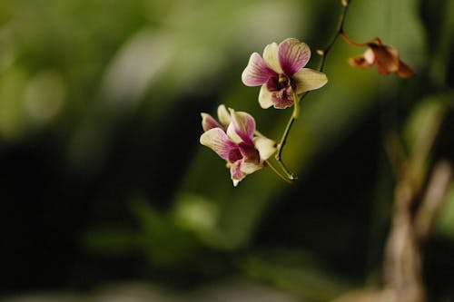 Selective Focus of Purple Orchid Flowers