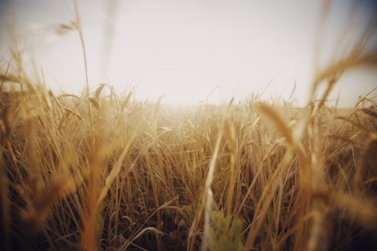 Hay Field During Sunrise