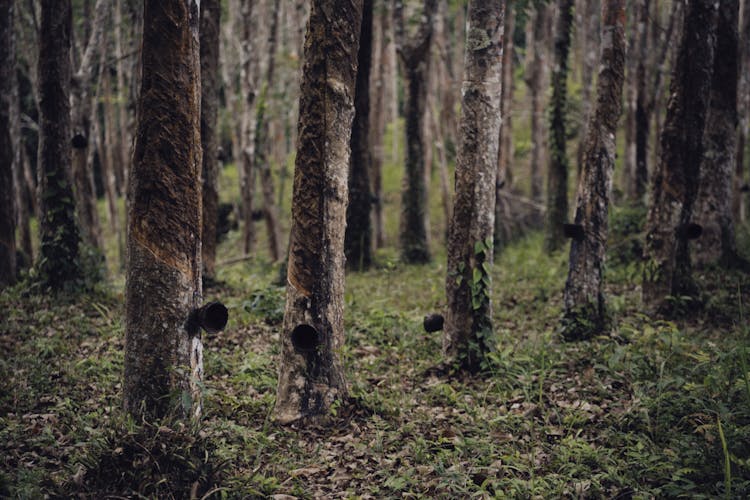 Plantation Of Rubber Trees 