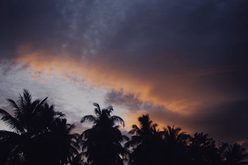 Silhouettes of Palm Trees Under Dramatic Skies