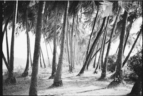 film fotoğrafçılığı, gri tonlama, Palmiye ağaçları içeren Ücretsiz stok fotoğraf