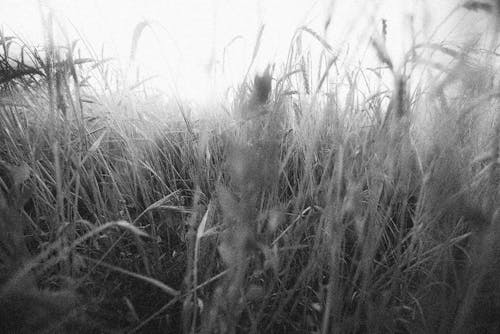 Grayscale Photography of Grass Field
