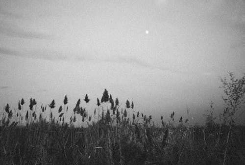 Grayscale Photo of Grass Field under the Sky