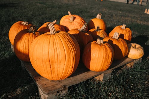 Close Up Photo of Pumpkins on Wood Pallet
