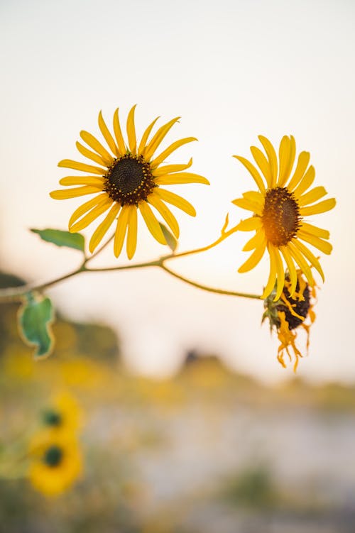 Close Up Photo of Yellow Flowers