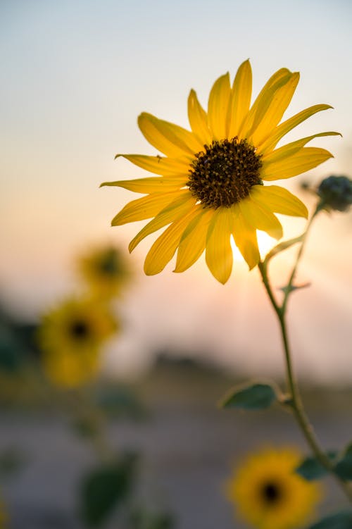 Selective Focus of a Blooming Sunflower 
