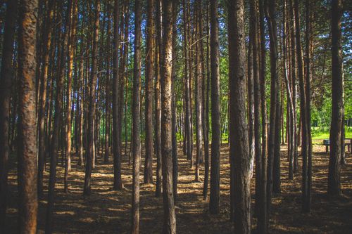 Free Tranquil forest scene with sunlight streaming through tall trees. Stock Photo
