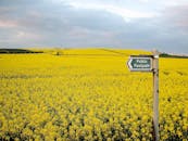 在多云的天空下，广阔的油菜籽田地里，有一条带公共人行道标志的小路