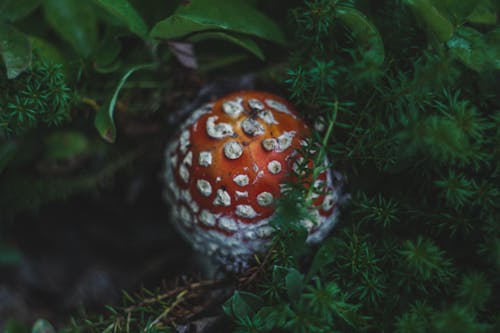 Foto stok gratis fungi, merapatkan, terbang agaric