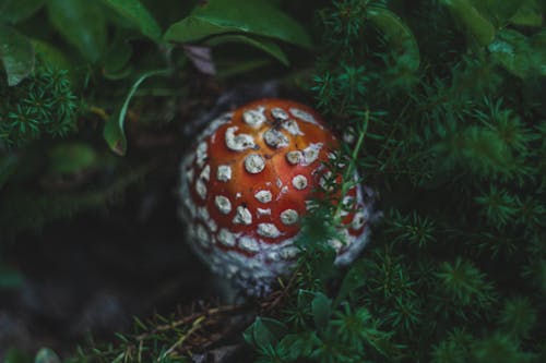 A Close-Up Shot of a Fly Agaric Mushroom