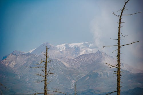 Dry Trees on the Background of Snow Covered Mountains