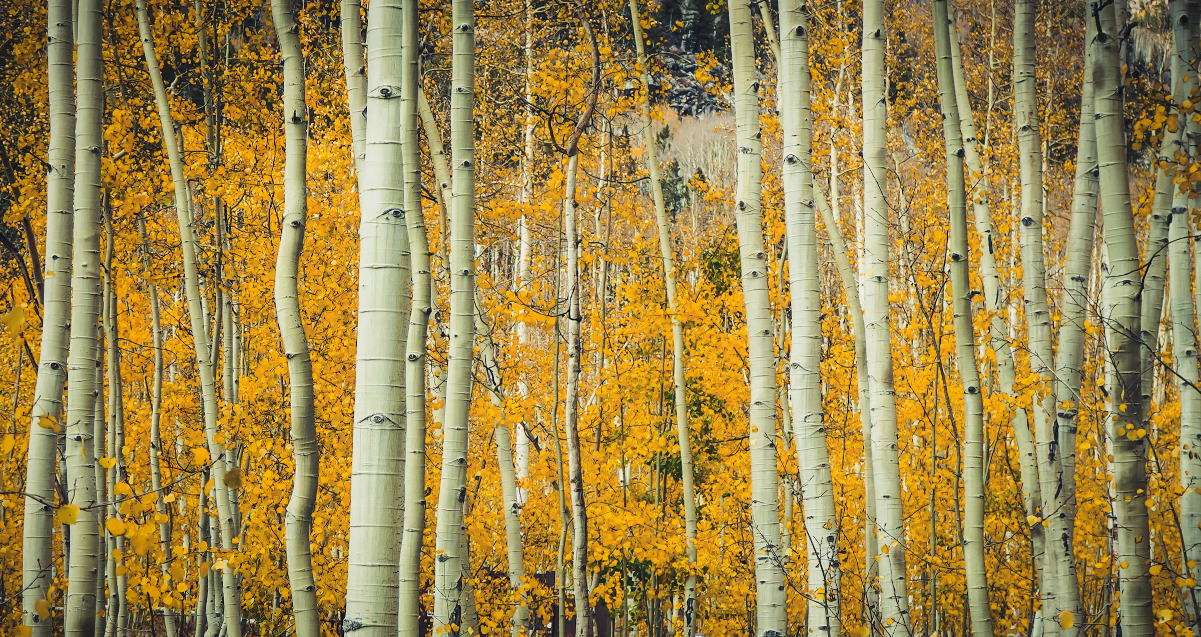Pando aspen grove