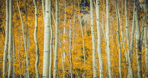 Gratuit Photos gratuites de arbres, automne, bois Photos