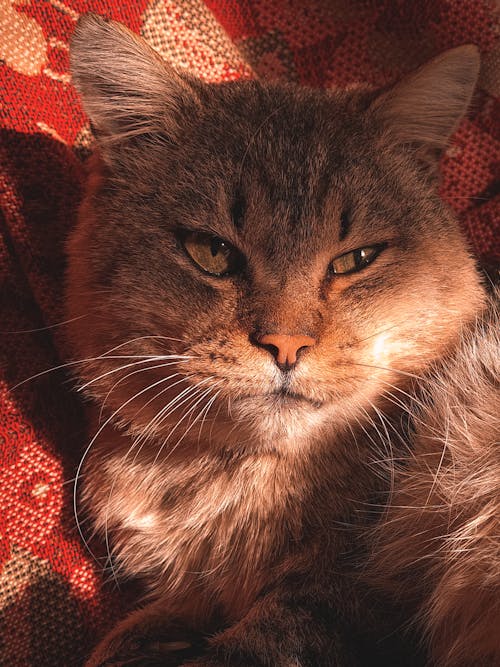 Close-Up Shot of a Brown Domestic Cat