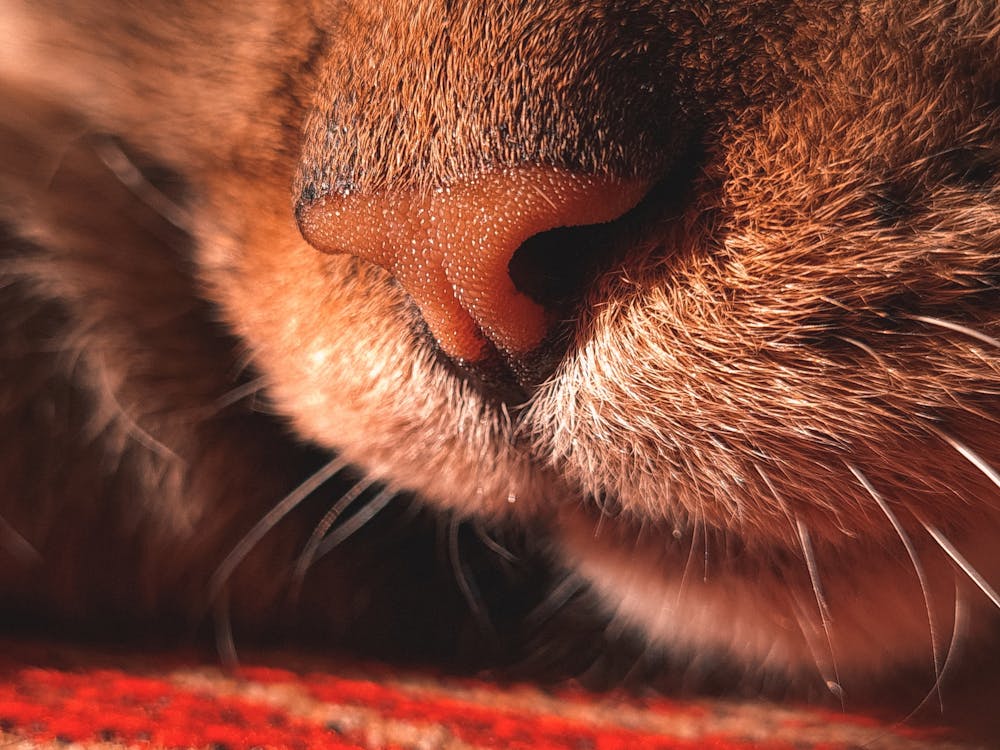 Close-Up Shot of a Snout of a Cat