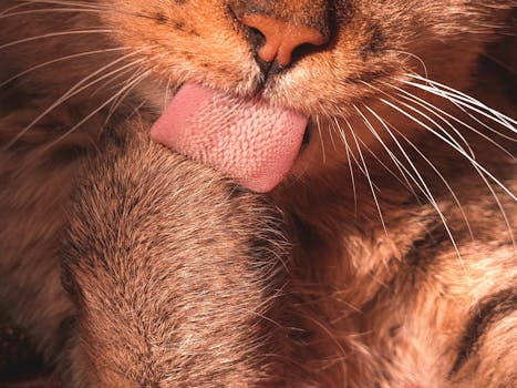 Adorable tabby cat grooming itself, focusing on whiskers and tongue.
