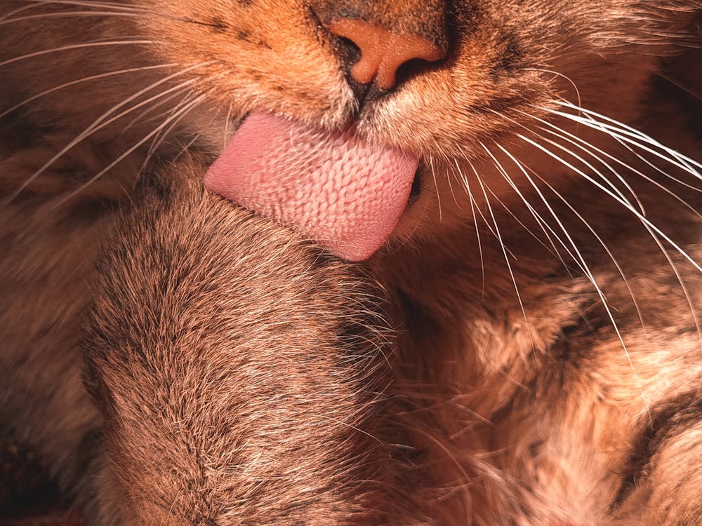 Close-Up Shot of a Tongue of a Cat