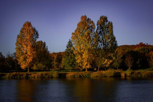 Green Trees Beside River