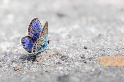 Close-Up Shot of a Blue Butterfly on a Concrete Floor