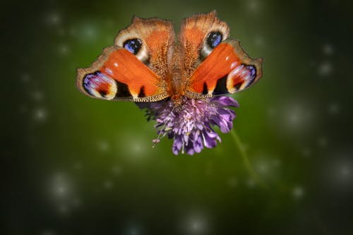 Free Close-Up Shot of a Peacock Butterfly Perched on a Purple Flower Stock Photo
