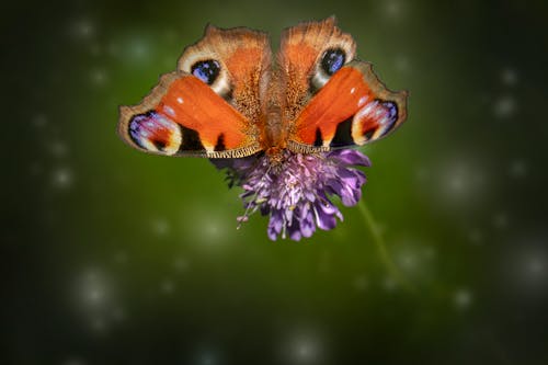 Close-Up Shot of a Peacock Butterfly Perched on a Purple Flower