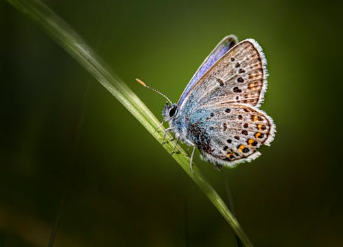 Close-Up Shot of a Blue Butterfly Perched on a Leaf