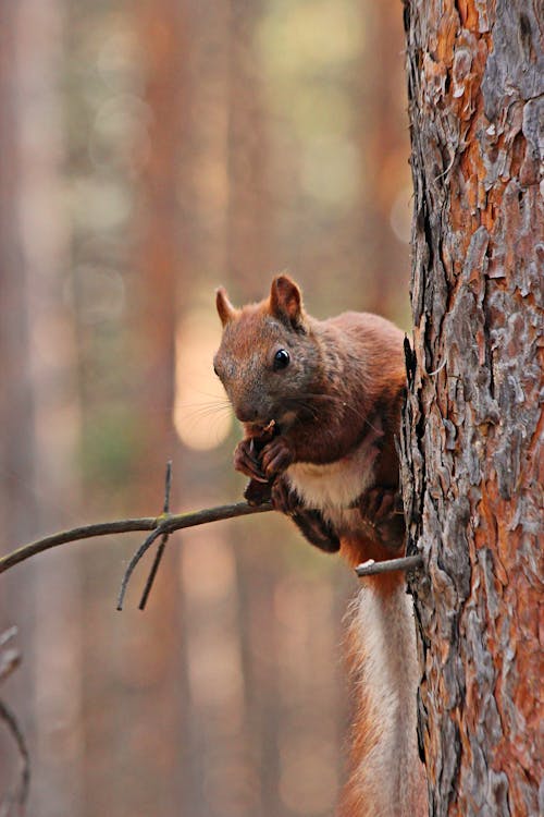 Brown Squirrel on Brown Tree Branch