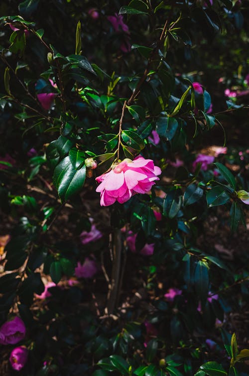 Gratis lagerfoto af blade, blomstrende, Botanisk