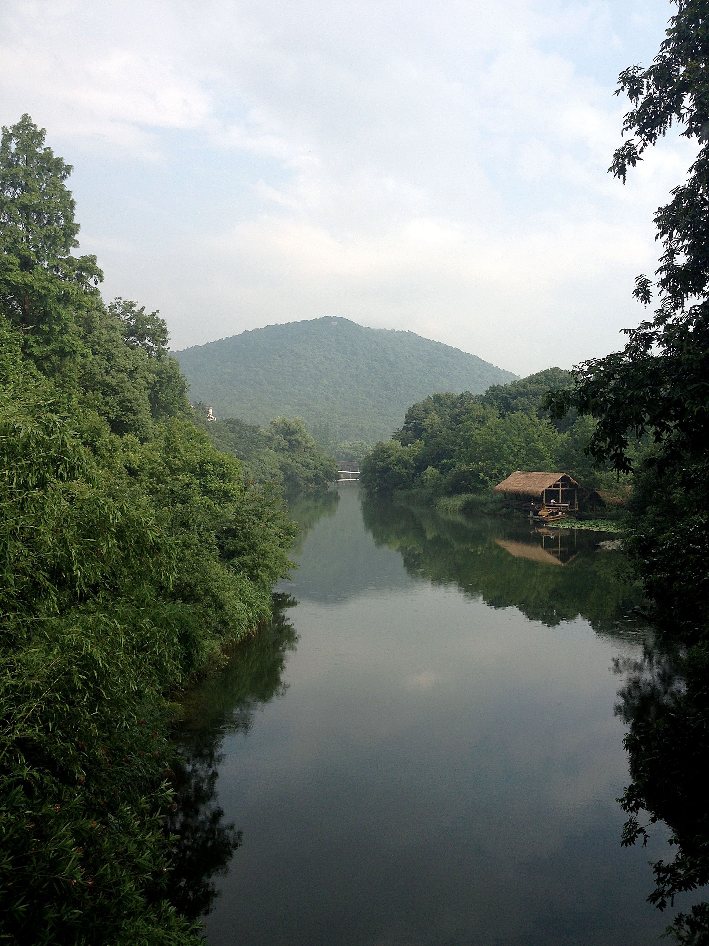 Green Trees Beside the River · Free Stock Photo