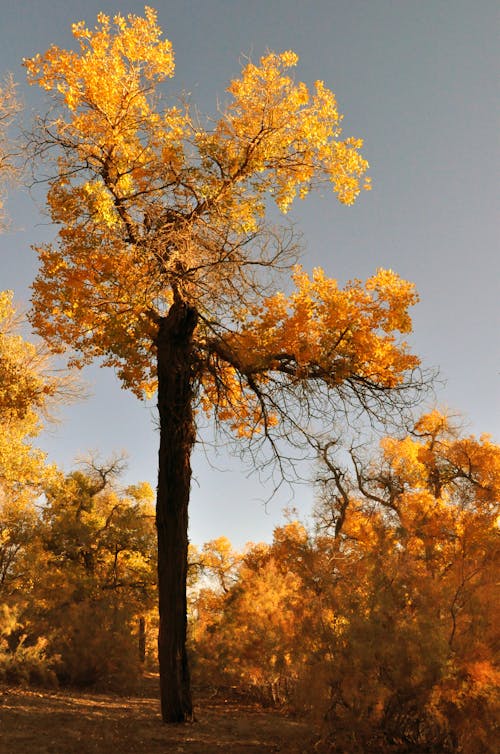 açık hava, ağaç gövdesi, ağaçlar içeren Ücretsiz stok fotoğraf
